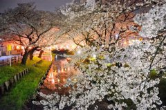 日本各地迎赏樱高峰 繁花